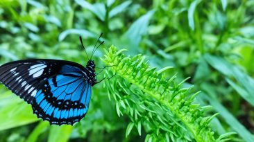 The Marinduque Island Butterfly Sanctuary, Marinduque