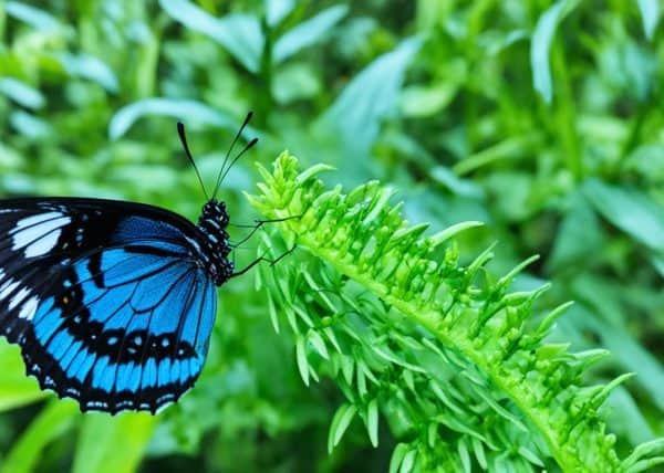 The Marinduque Island Butterfly Sanctuary, Marinduque