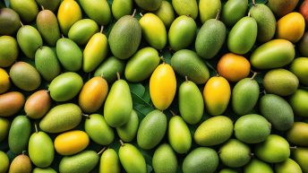 Variety Of Mango In The Philippines