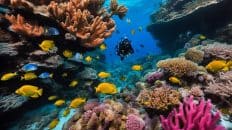 5- Dive Moalboal Reef Package with PADI 5 Star CDC