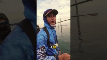 Mackerel Fish and Baracuda Video