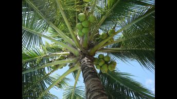 Return To The Province Video