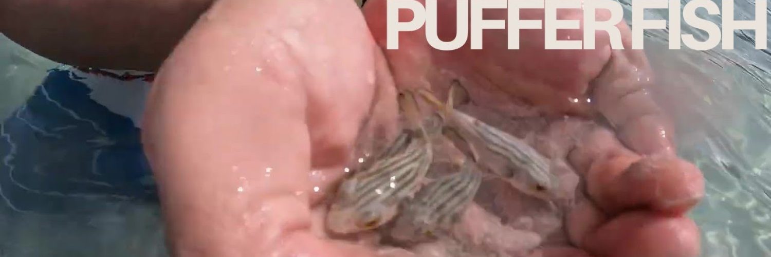 Epic Beach Day in Bantayan Island Cebu Catching Puffer Fish Starfish Chatting with Locals Video