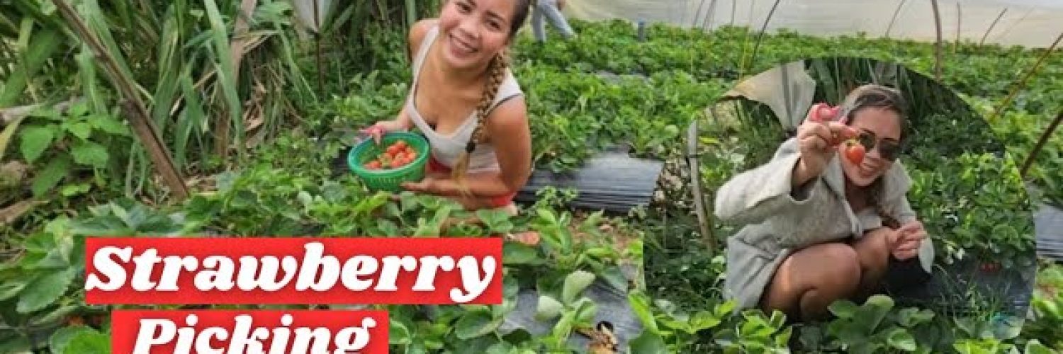 Strawberry Picking In Baguio For The First Time Video