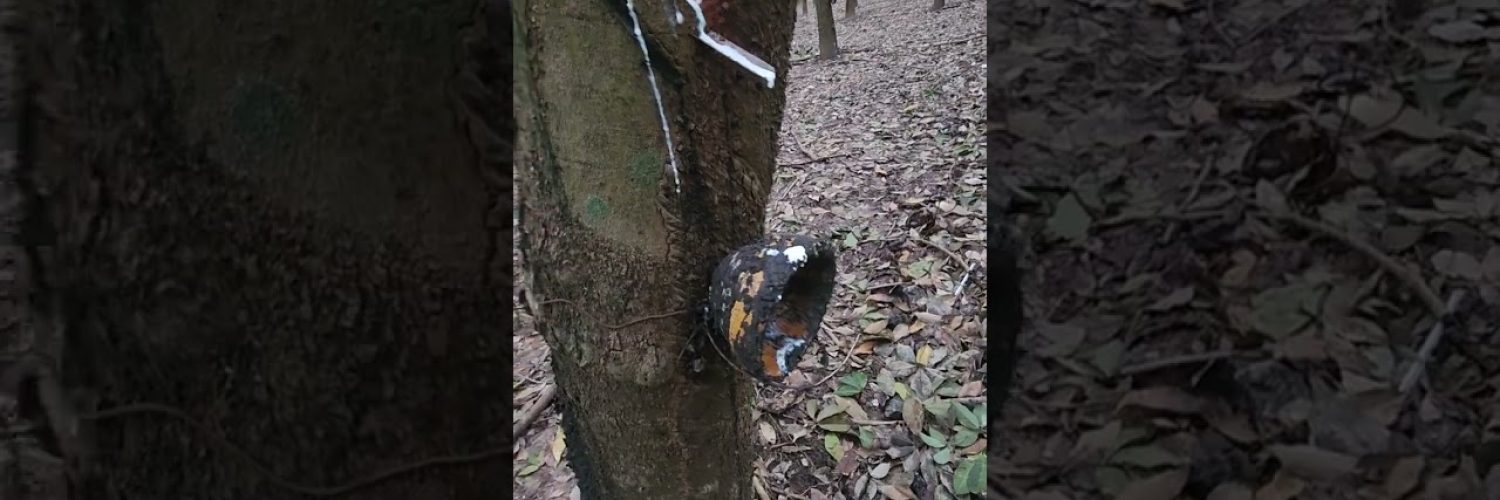 From Plant Sap to Tires Thailands Rubber Story Shorts Video