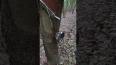 From Plant Sap to Tires Thailands Rubber Story Shorts Video