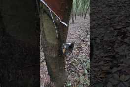 From Plant Sap to Tires Thailands Rubber Story Shorts Video