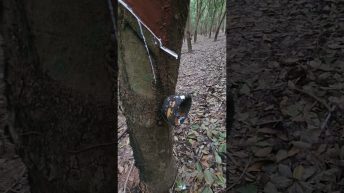 From Plant Sap to Tires Thailands Rubber Story Shorts Video