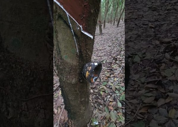 From Plant Sap to Tires Thailands Rubber Story Shorts Video