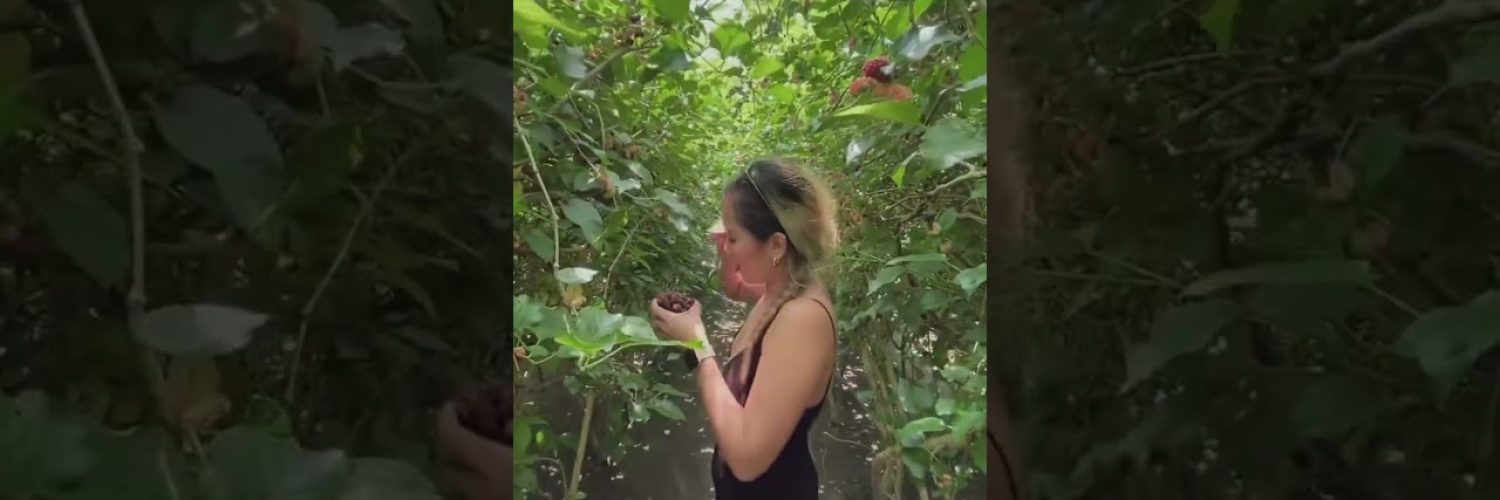 berries highlights travel highvibes positivevibes Video