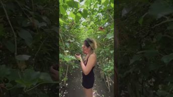 berries highlights travel highvibes positivevibes Video