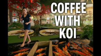 Coffee with Koi A Unique Cafe Experience in Ho Chi Minh City Video