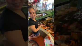 Koi feeding having so much fun highlights koifish Video